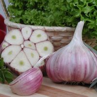 Czosnek zimowy Harnaś świeży Polski 1kg Do sadzenia i jedzenia zimowy