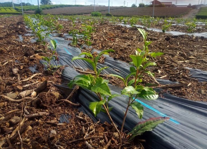 Herbata Zielona Matcha Japońska Bio 100g w Pięknej Tubie, Puszce na Prezent zdjęcie 3