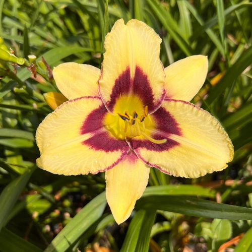 Liliowiec 'El Desperado' (Hemerocallis) P13 na Arena.pl