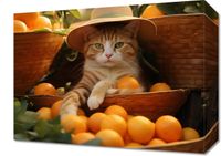 product-compare-59477359