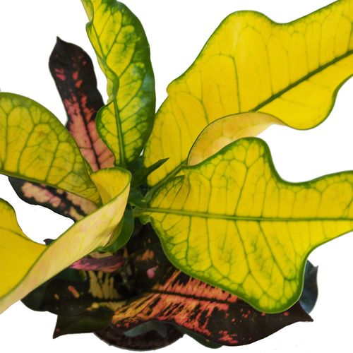 Kroton WILM 40cm na Arena.pl