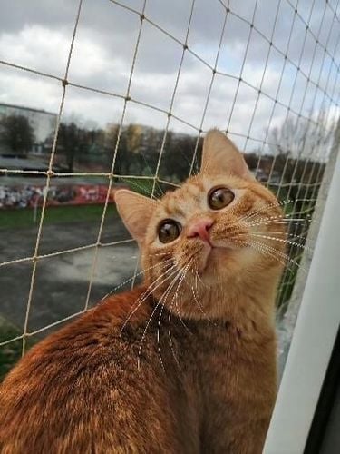 ZESTAW SIATKA NA BALKON DLA KOTA 5x2 BEZ WIERCENIA MARKA BEZPIECZNE KOTY na Arena.pl