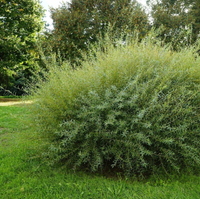 Kruszyna Pospolita Asplenifolia 50-70cm do Ogrodu
