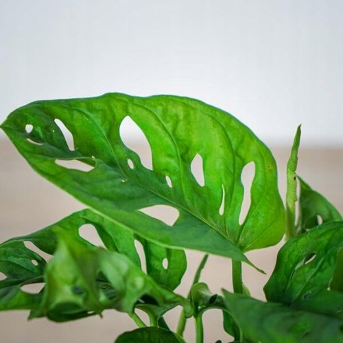 Monstera Monkey Mask XS Dziurawa Przepiękny Kwiat na Arena.pl