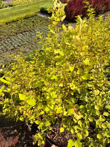 Pęcherznica kalinolistna 'Nugget' (Physocarpus opulifolius) Doniczka 2.0L na Arena.pl