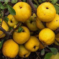 product-compare-58238628