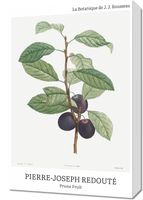 Obraz 40x60cm Design Prune Fruit, Redoute Vintage do Salonu