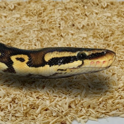 Podłoże dla węży Chipsi Snake 2kg Lignocel JRS zdjęcie 4