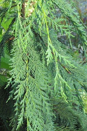 Cyprysik nutkajski Klippert C3 na Arena.pl