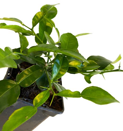 LIMONKA KAFFIR 20 cm na Arena.pl