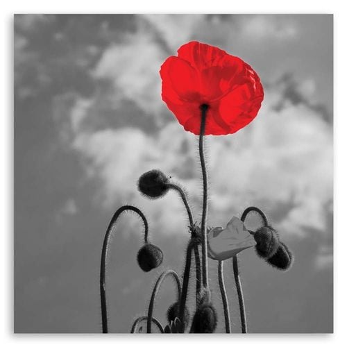 Emaga Obraz na płótnie, Kwitnący mak - 40x40 na Arena.pl