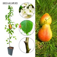 Grusza Williams Red letnia intensywny aromat 180-220 cm