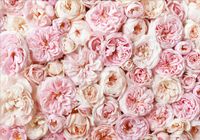 FOTOTAPETA kwiaty róże lilie magnolie 3D 400x280