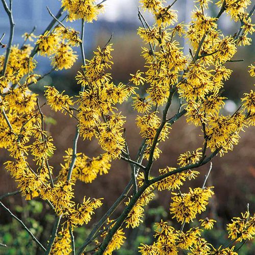 Oczar pośredni Westerstede C2 na Arena.pl