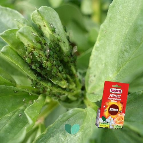 Substral Polysect Na Mszyce Zwalcza SZKODNIKI Owadobójczy Naturen 20 ml x3 na Arena.pl