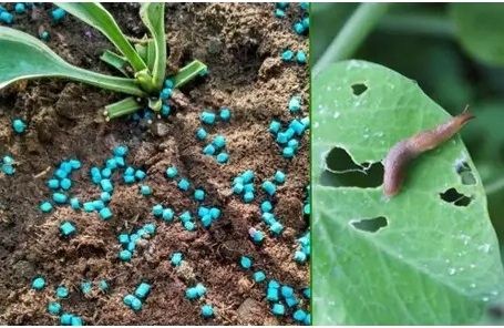 BROS VITROL GB naturalny granulat na ślimaki bezpieczny dla zwierząt 1kg na Arena.pl