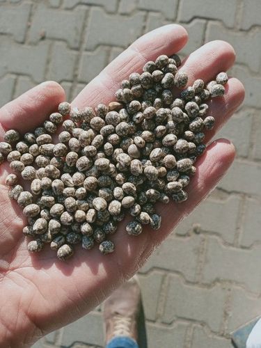 Łubin wąskolistny 25kg GORZKI na Arena.pl