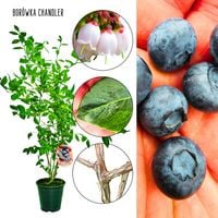 Borówka Chandler odmiana o dużych owocach KRZEW 60-90 cm