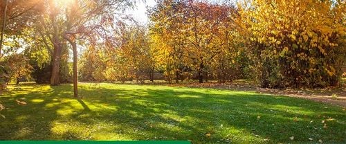 JESIENNY NAWÓZ DO TRAWY TRAWNIKA TRAWNIKÓW FRUKTOVIT 5 KG WZMACNIA na Arena.pl