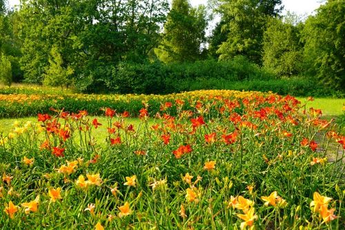 Liliowiec 'Chicago Apache' Czerwony (Hemerocallis) Doniczka 2.0L na Arena.pl