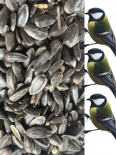 Słonecznik czarny 14 kg karma dla papug ziarno dla ptaków GRTIS kula tluszc na Arena.pl