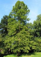 P11 CYPRYŚNIK BŁOTNY