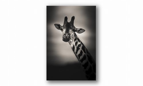 OBRAZ NA PŁÓTNIE PROSTOKĄTNY - Żyrafa na Arena.pl