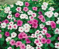 NASIONA Kwiatów Barwinek Mieszanka Mix 0,2g Kwiaty 368001