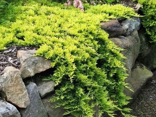Jałowiec płożący 'Golden Carpet' (Juniperus horizontalis) na Arena.pl