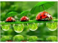 50X70CM BIEDRONECZKI OBRAZ POKOJU DREWNINE