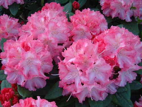 Różanecznik Hachmann's Marlis C4 na Arena.pl