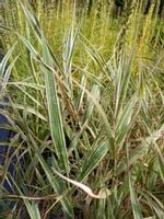 Mozga trzcinowata Picta efektowne białe łany traw