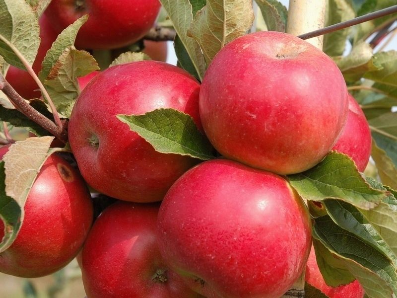 JABŁOŃ JABŁKO IDARED DUŻE I SOCZYSTE OWOCE zdjęcie 1