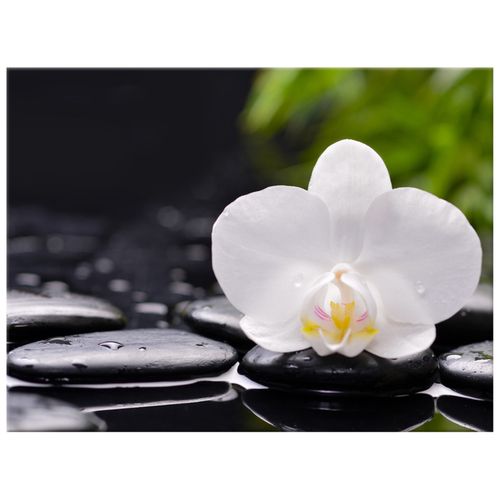 Obraz 40X30 Biała Orchidea na Arena.pl