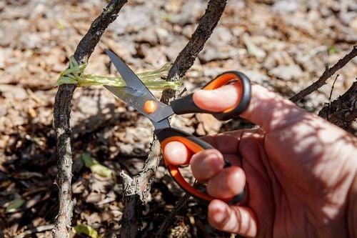 nożyczki 215mm, - t n64-005 na Arena.pl