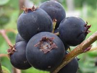 ŚWIDOŚLIWA - sadzonki 20 / 30 cm