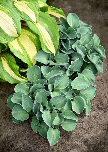 Funkia Blue Mouse Ears - Hosta hybrid na Arena.pl