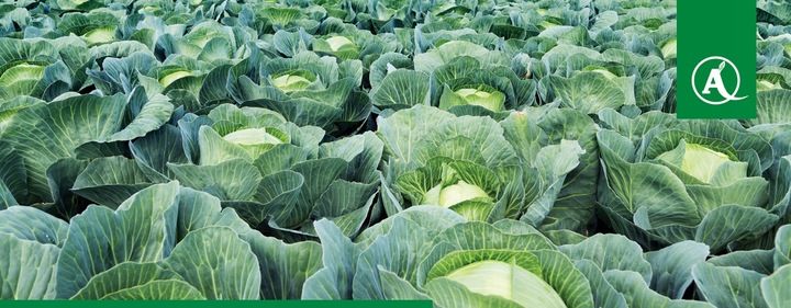 ŚRODEK GRZYBOBÓJCZY OPRYSK SCORPION 325 SC 500ML PARCH ZGNILIZNA PLEŚŃ zdjęcie 13