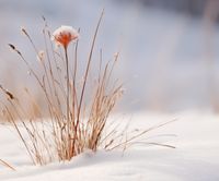 Plakat 60x50cm Zima w Detalach