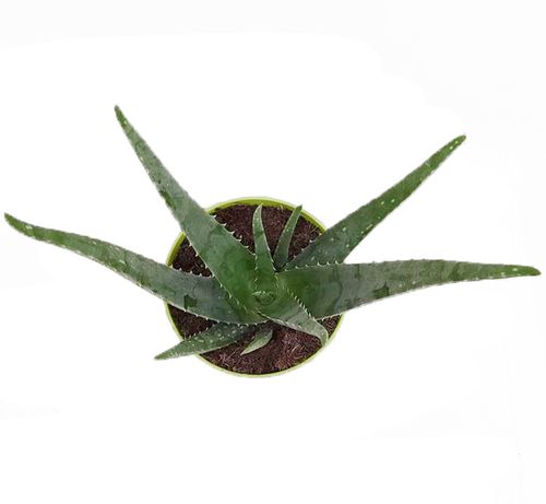 Aloes ALOE VERA 50 cm na Arena.pl