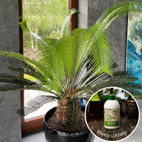 Spraw, by szybciej rosły 500 ml | Plant lover| stymulator wzrostu do roślin na Arena.pl