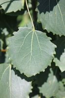 GK TOPOLA OSIKAPOPULUS TREMULA 70- 80 CM.