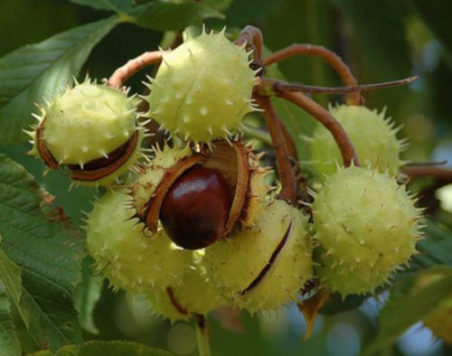 KASZTANOWIEC ZWYCZAJNY Aesculus hippocastanum - NASIONA 8 sztuk - 100g. na Arena.pl