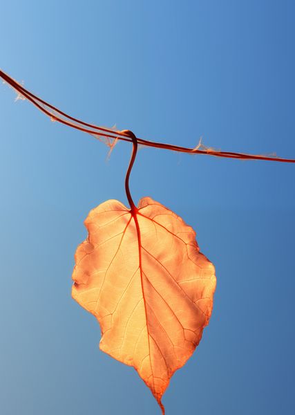 Plakat 64x90cm Ostatni Liść zdjęcie 1