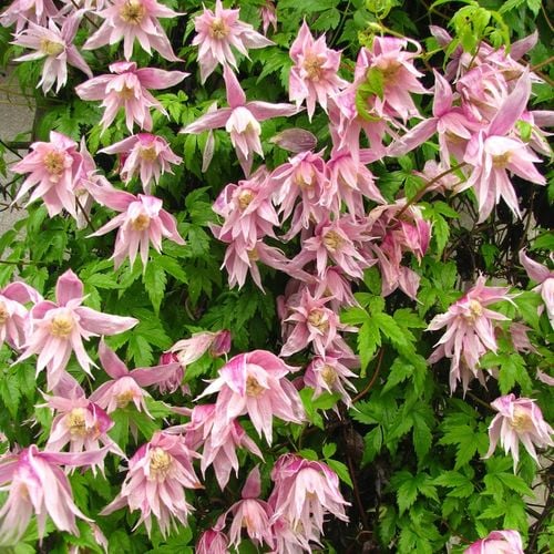 Clematis botaniczny MARKHAM'S PINK POWOJNIK najobficiej kwitnie 1L na Arena.pl