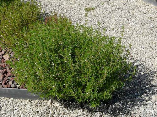 Nasiona Cząber 2g na Arena.pl