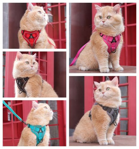 SZELKI BEZUCISKOWE TYPU GUARD + SMYCZ dla KOTA PSA na Arena.pl