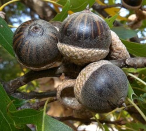 DĄB BŁOTNY Quercus palustris NASIONA 80 sztuk - 100g. na Arena.pl