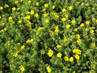 GK PIĘCIORNIK KRZEWIASTY POTENTILA GOLDFINGER