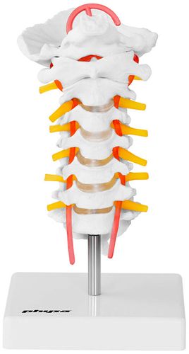 Kręgosłup szyjny - model anatomiczny Physa PHY-SM-3 na Arena.pl
